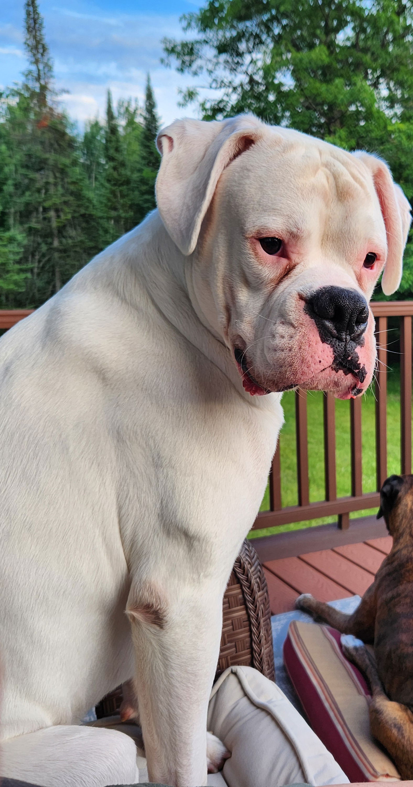 adoptable Dog in Saint Paul, MN named Alfie