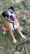 adoptable Dog in  named Diamond *NEEDS FOSTER*