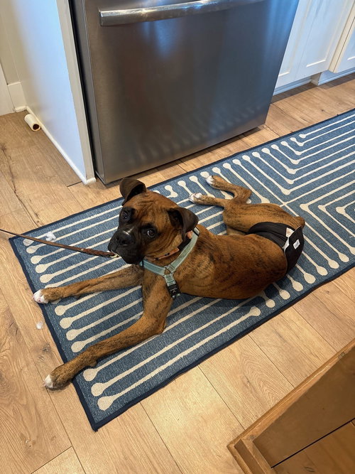 picture of the dog needing adoption