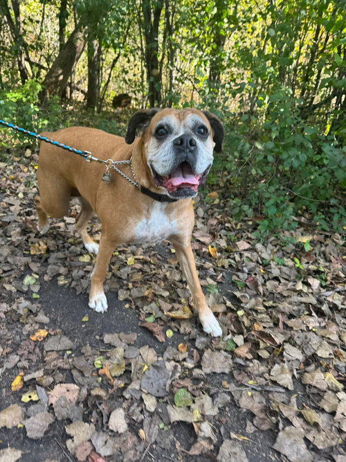 picture of the dog needing adoption