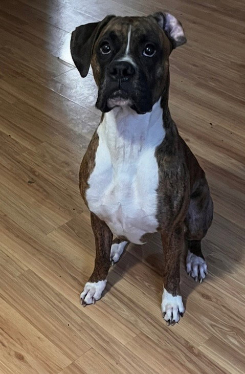 Dewey *Adoption Pending*