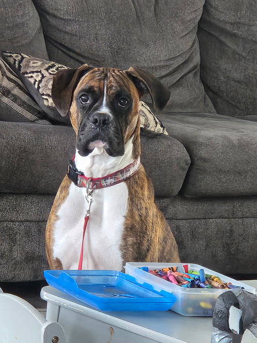 Dewey, an adoptable Boxer in Woodbury, MN