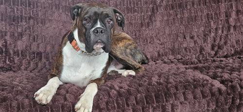 picture of the dog needing adoption
