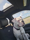 Charlie *DEAF* - Photo 2
