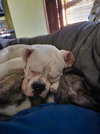 Charlie *DEAF* - Photo 3