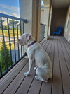 Charlie *DEAF* - Photo 4
