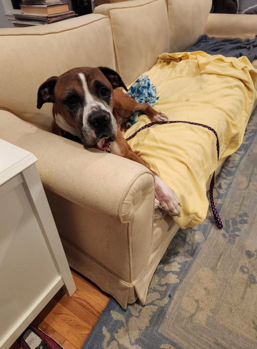 picture of the dog needing adoption