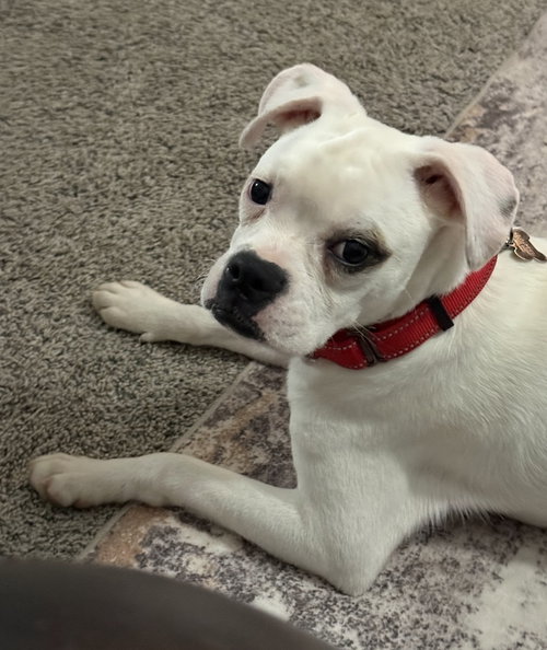 picture of the dog needing adoption