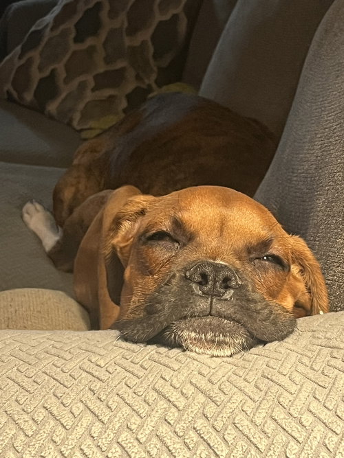 picture of the dog needing adoption