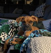Ace *In a Foster-to-Adopt Home*