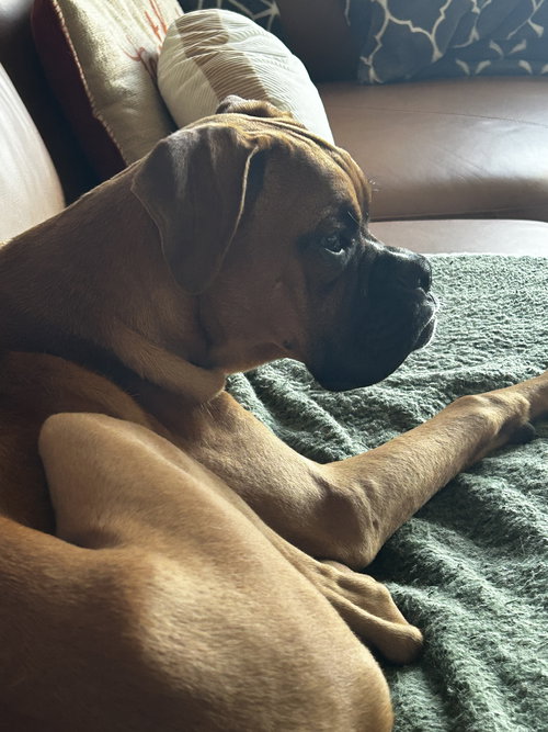 picture of the dog needing adoption