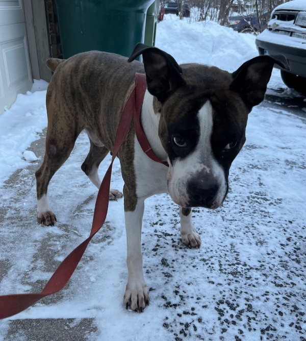 Drax *NEEDS FOSTER*