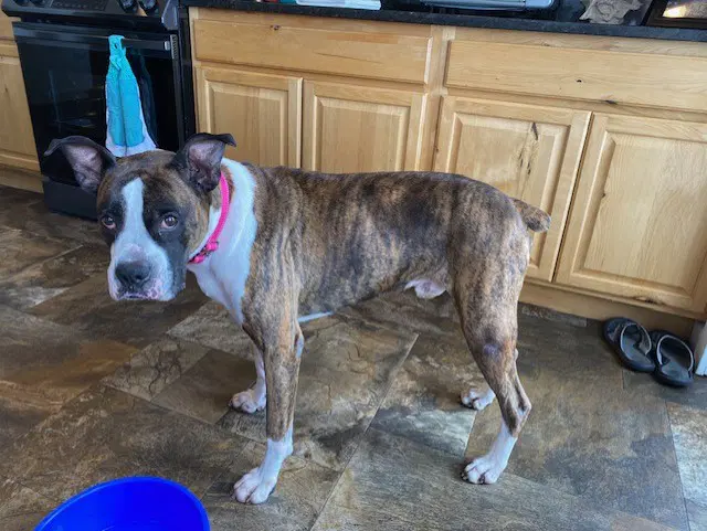Drax - Boxer