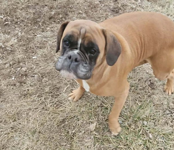 Annie *NEEDS FOSTER*