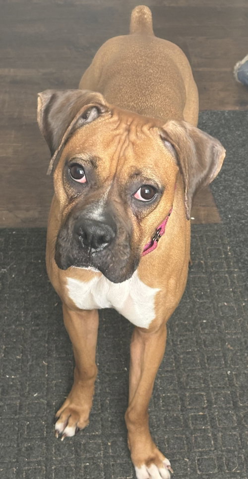 Rue *Adoption Pending*, an adoptable Boxer in Woodbury, MN