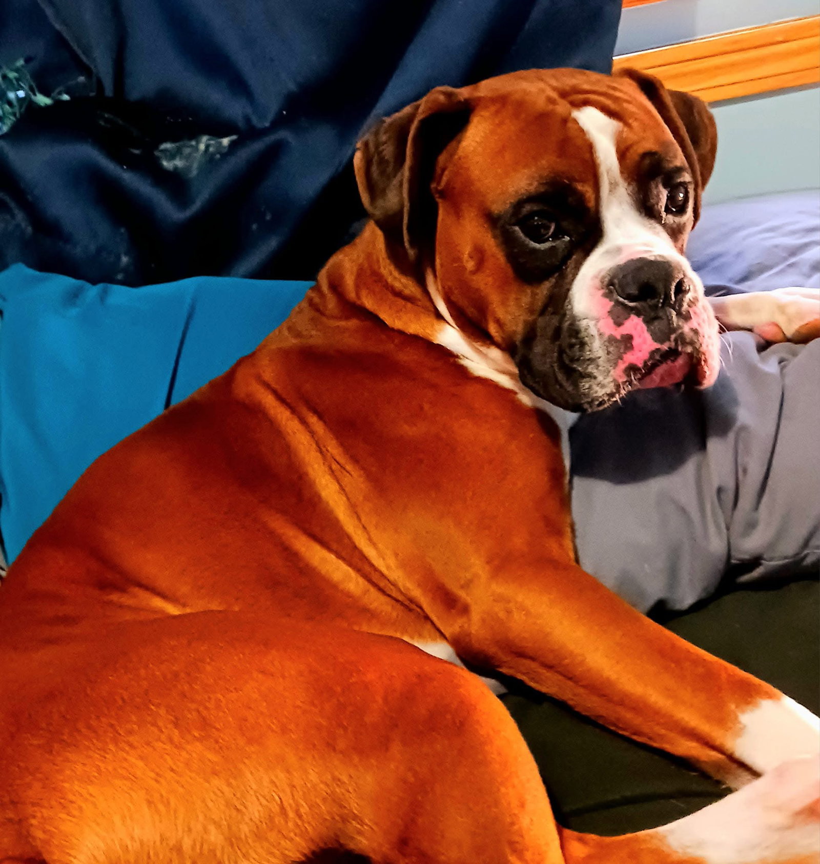 Eddie *Bonded to Nala*