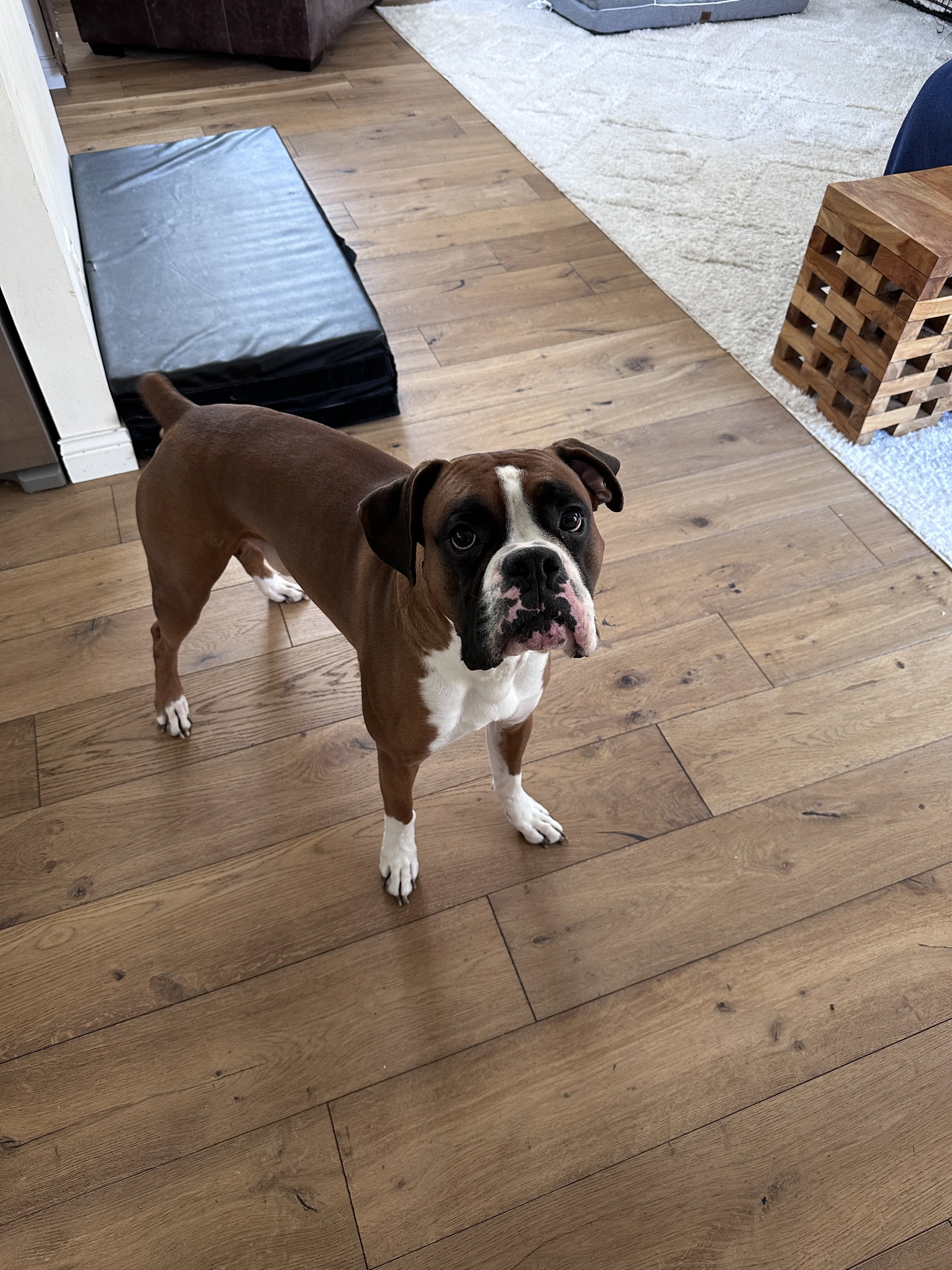 Eddie *Adoption Pending*