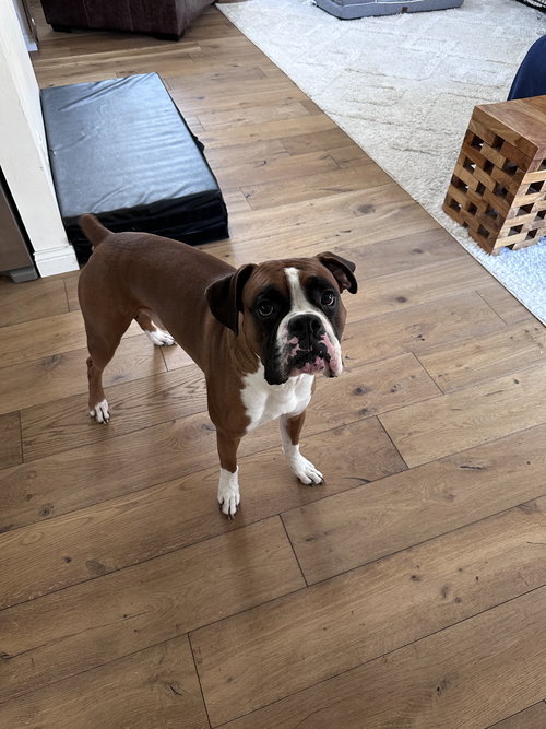 Eddie *Bonded to Nala*, an adoptable Boxer in Woodbury, MN