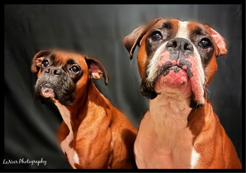 animal-image