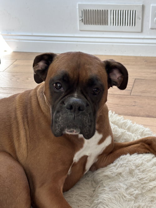 Nala *Bonded to Eddie*, an adoptable Boxer in Woodbury, MN