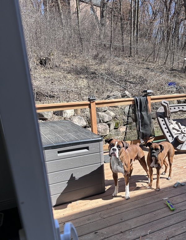 Nala *Adoption Pending*