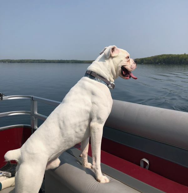 Thor *Adoption Pending *