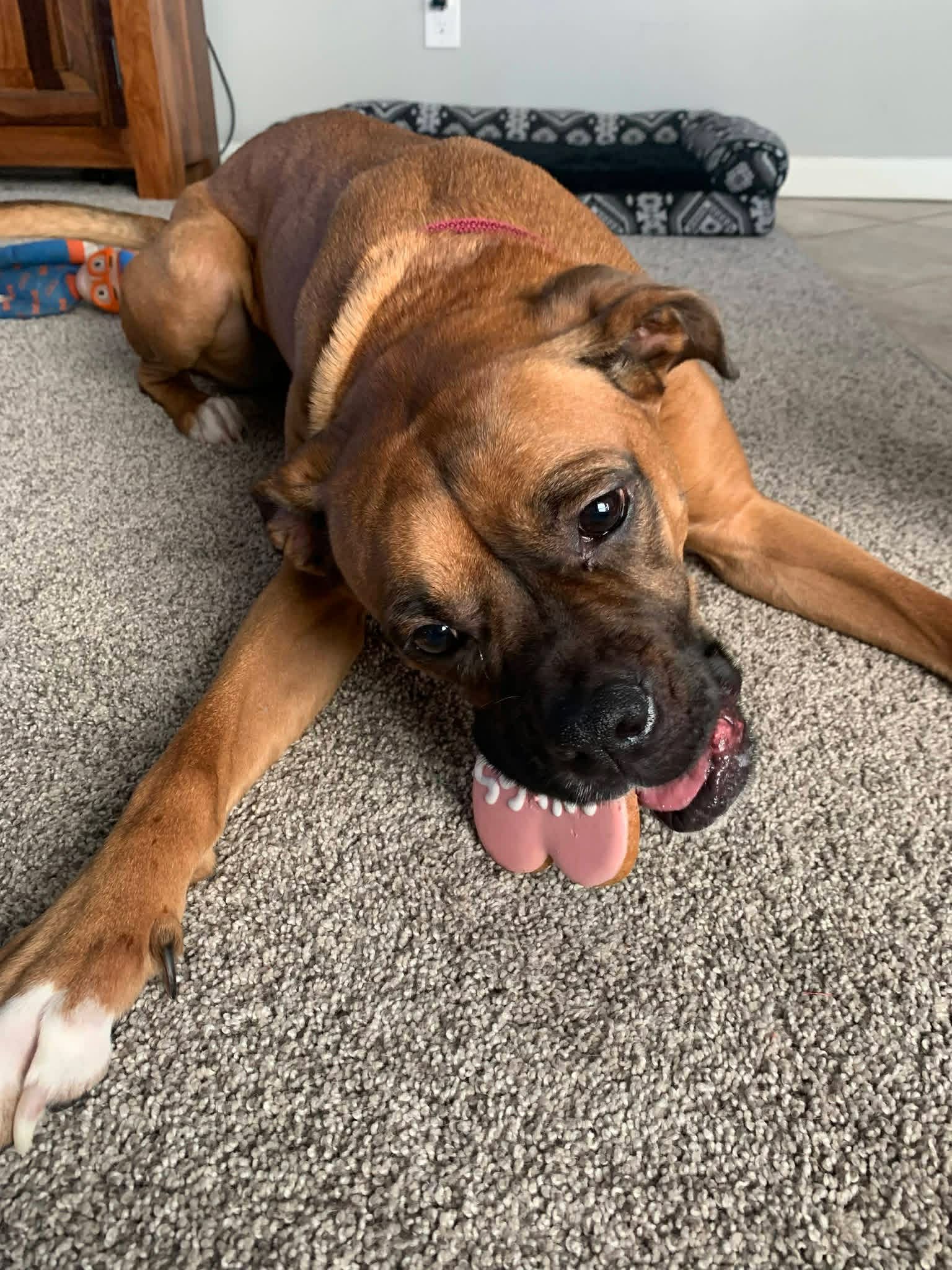 Adrian *NEEDS FOSTER*