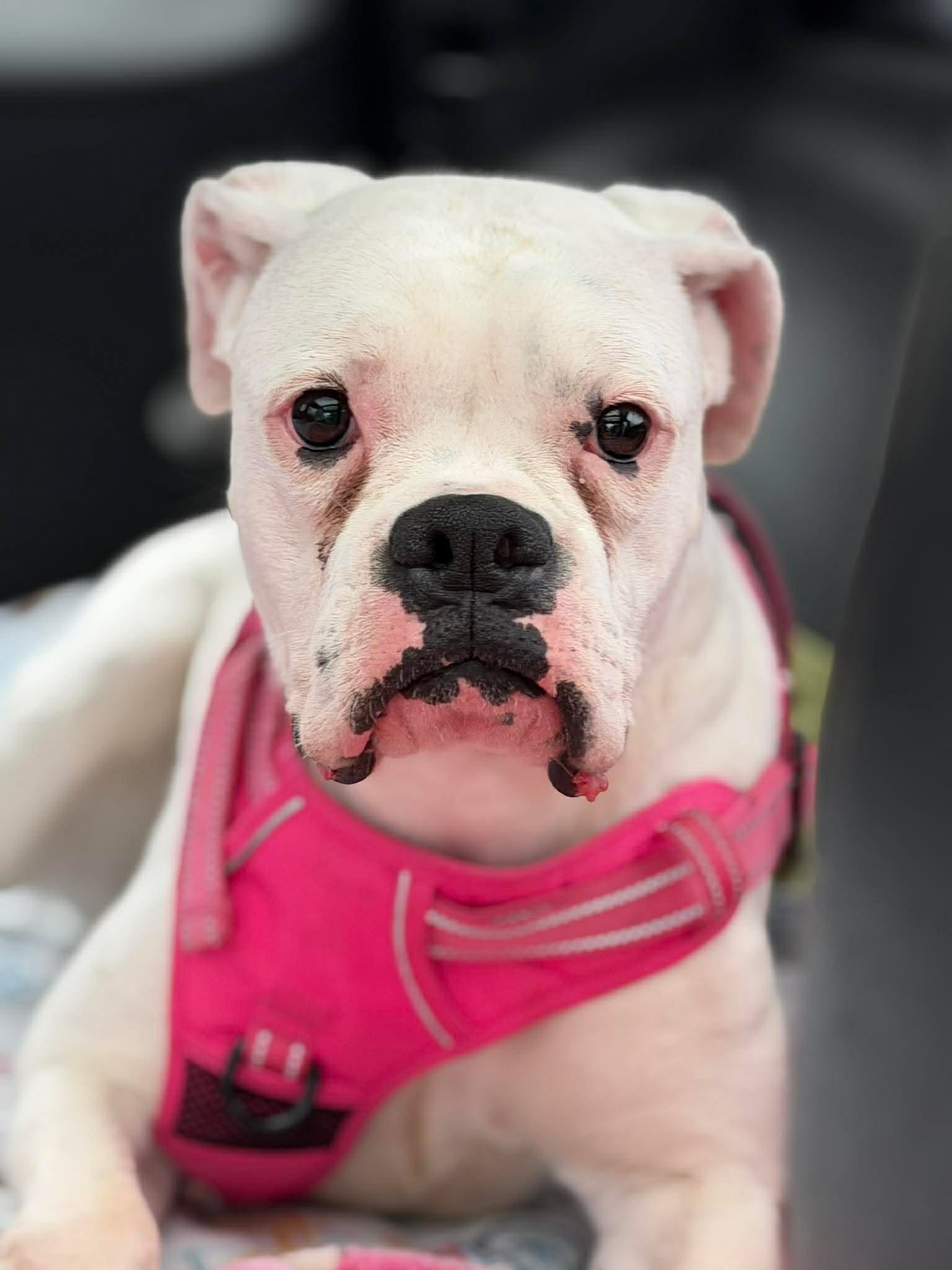 Diamond *Adoption Pending *