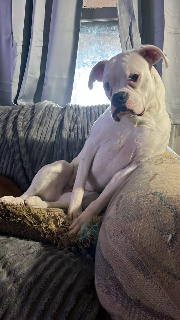 Diamond *Adoption Pending *