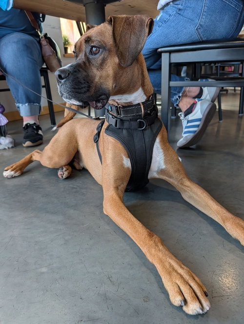 Zarek, a Boxer / Hound / Mixed (short coat)