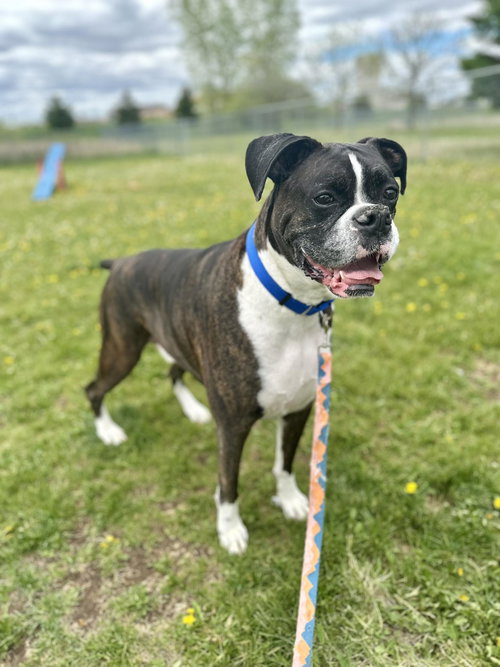 Cody *NEEDS FOSTER*