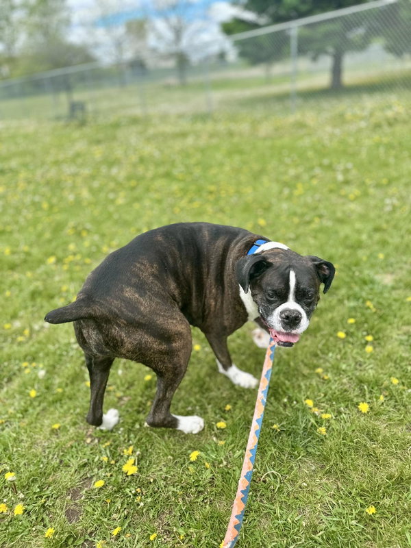 Cody *Foster-to-Adopt Home*