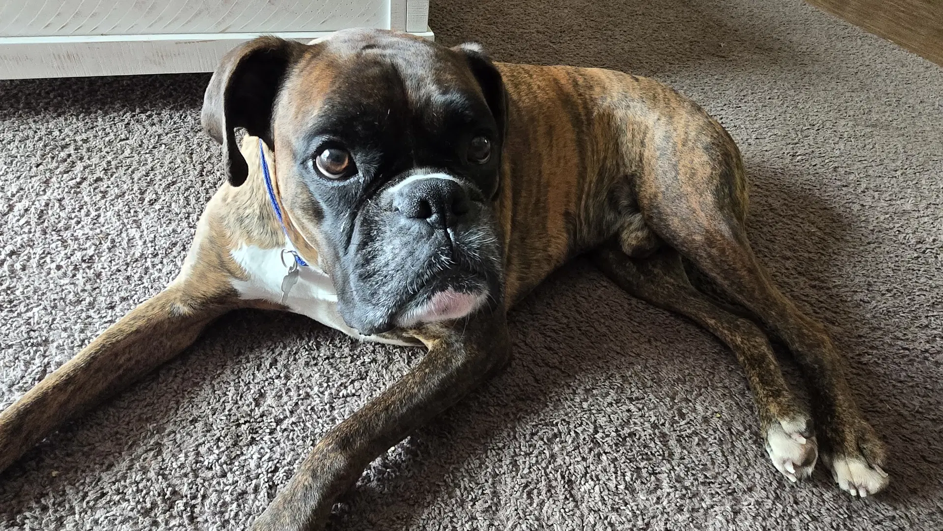 Loko Adoption Pending - Boxer