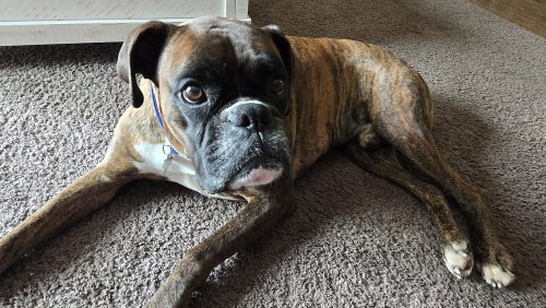 Loko, a Boxer (short coat)