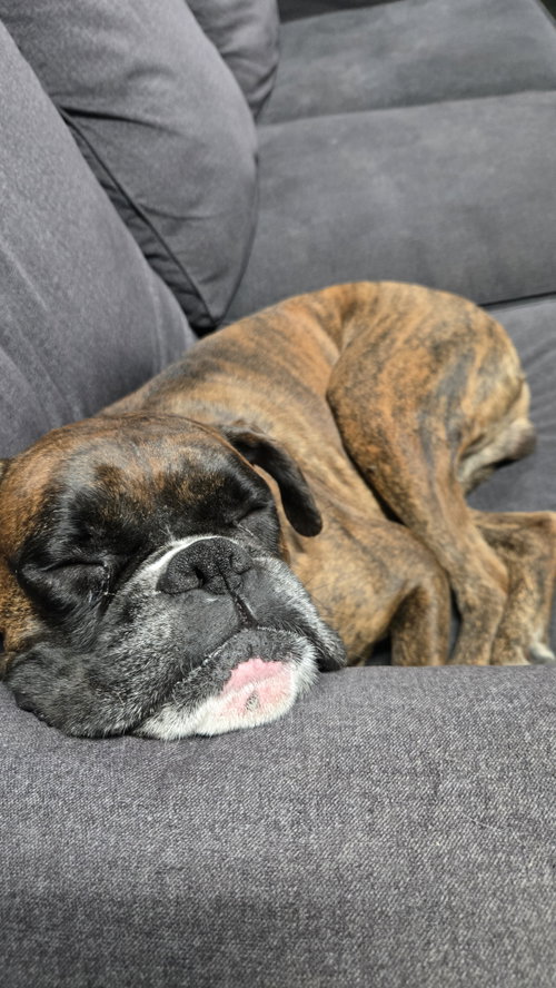Photo 5 of Loko *Adoption Pending*