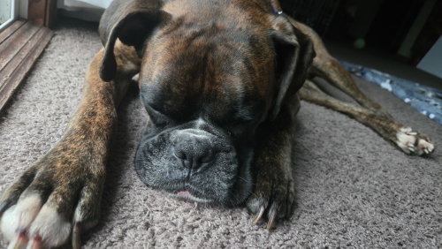 Photo 2 of Loko *Adoption Pending*