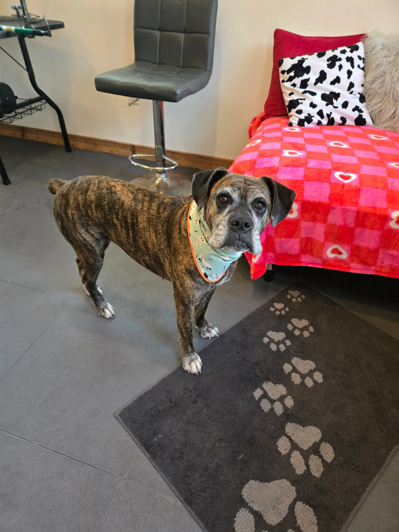 Penny Coming Soon - Boxer