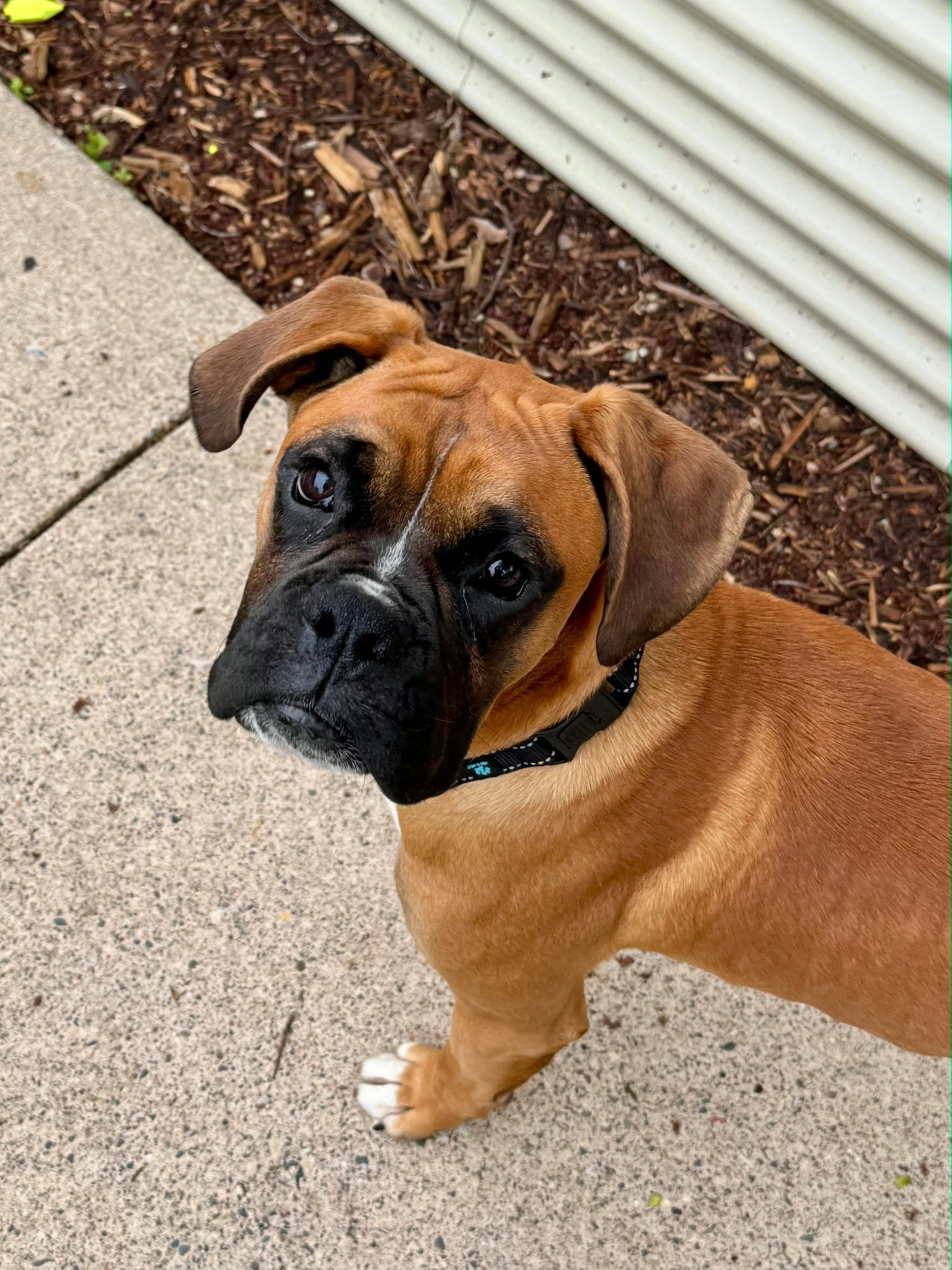 Thomas Adoption Pending