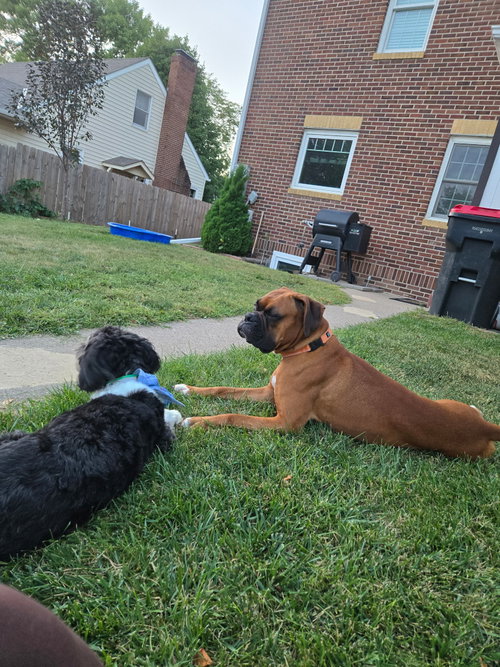 Butchie, a Boxer (short coat)