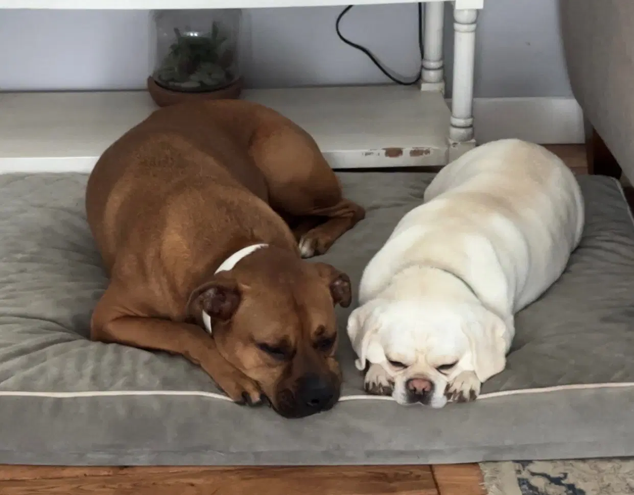Bruno Bonded To Chase image 2