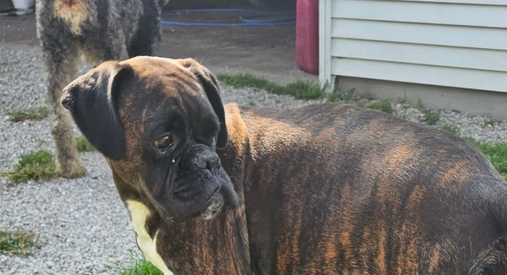 Brindle Female Foster Needed - Boxer