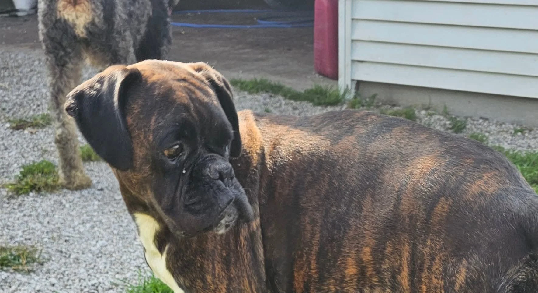 Brindle Female Foster Needed
