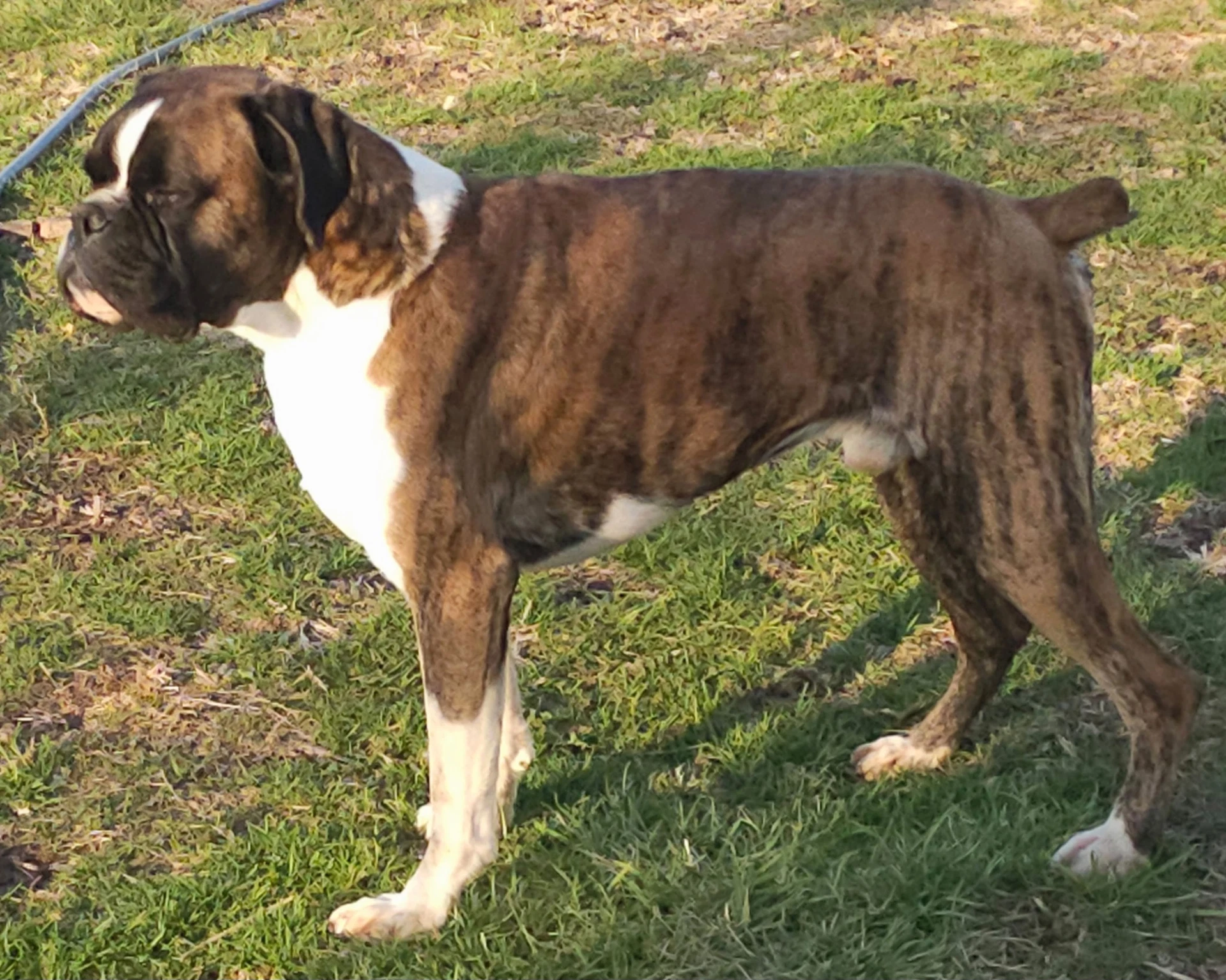 Flash Brindle Male Needs Foster