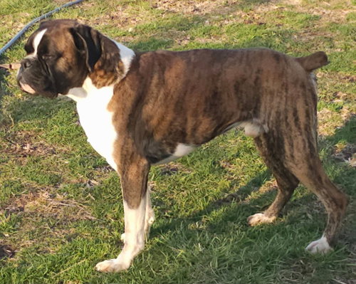 FLASH BRINDLE MALE, a Boxer (short coat)
