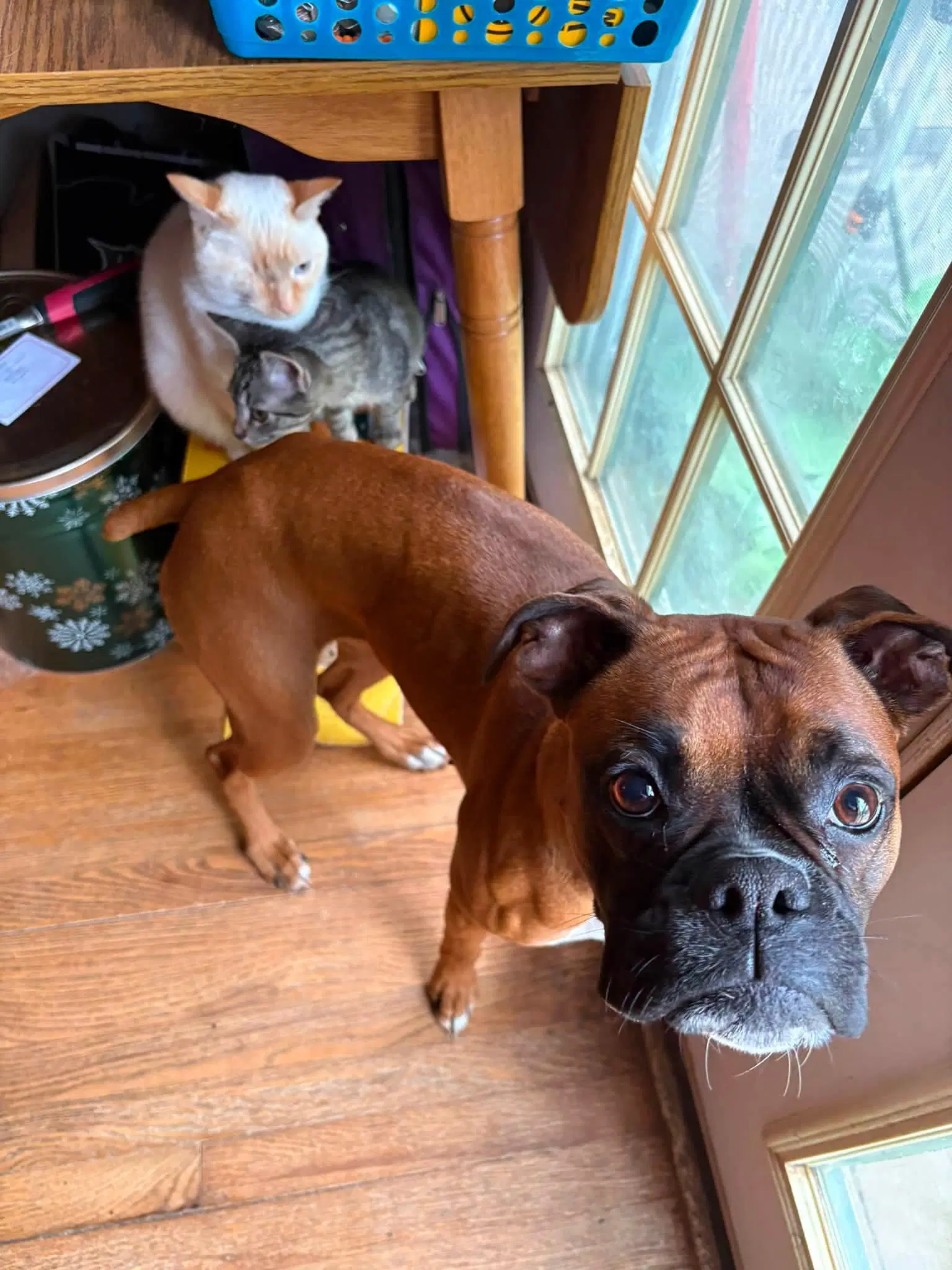 Delilah - Boxer