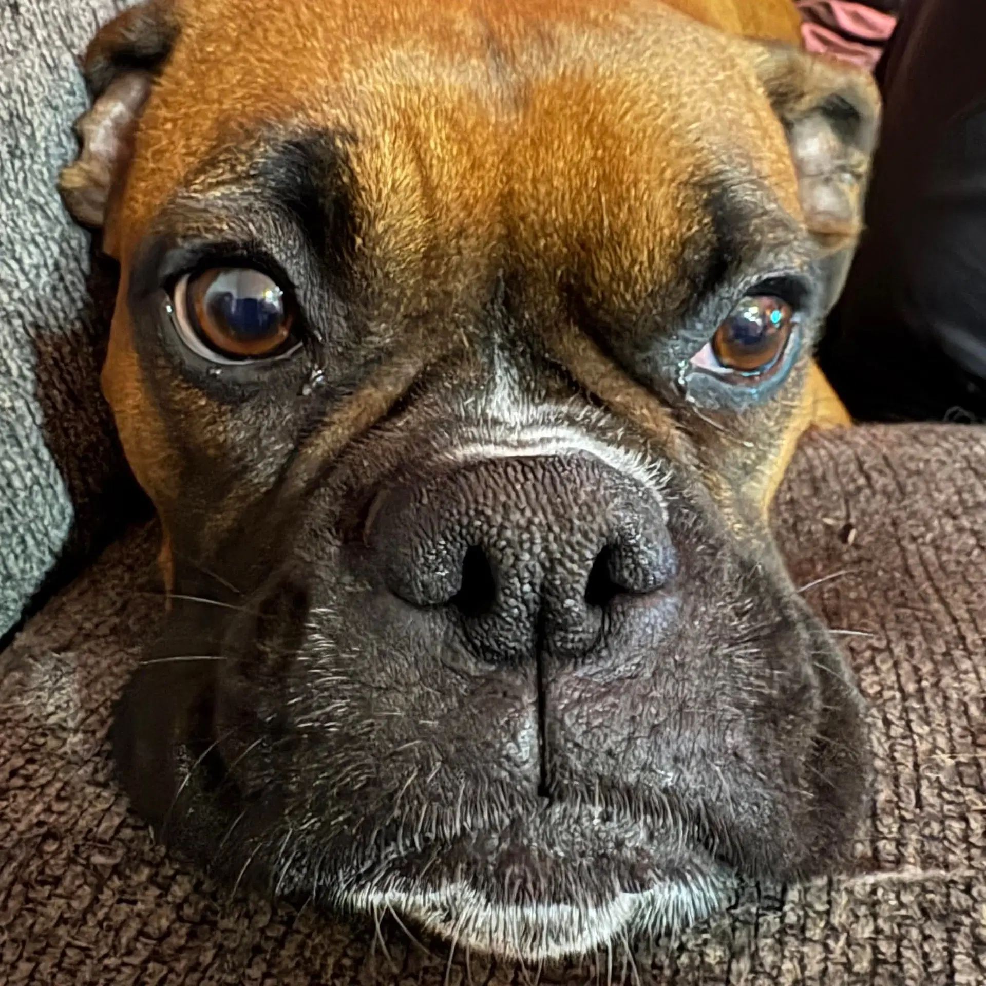 Delilah image 2