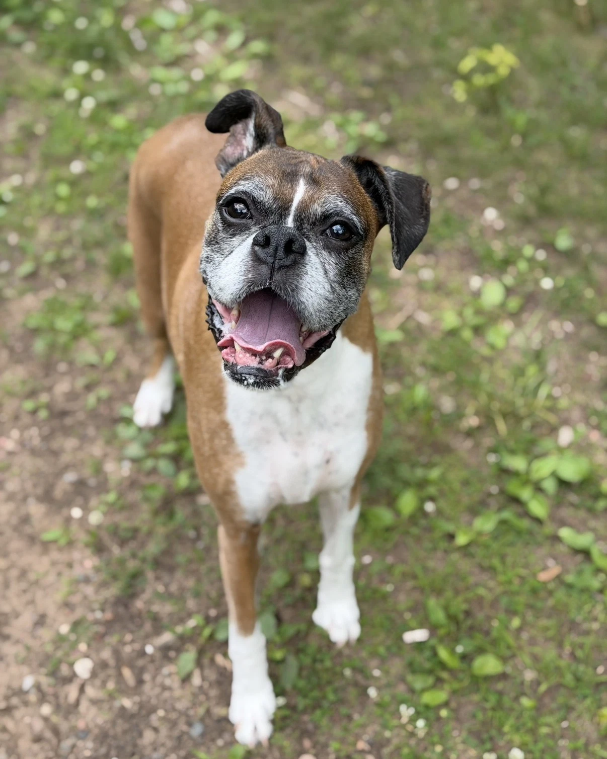 Reggie Needs Foster