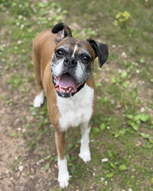 Reggie *Needs Foster*, a dog for adoption from Minnesota Boxer Rescue