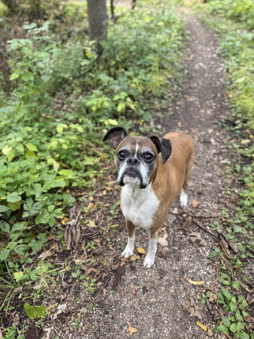 Photo 4 of Reggie *Needs Foster*