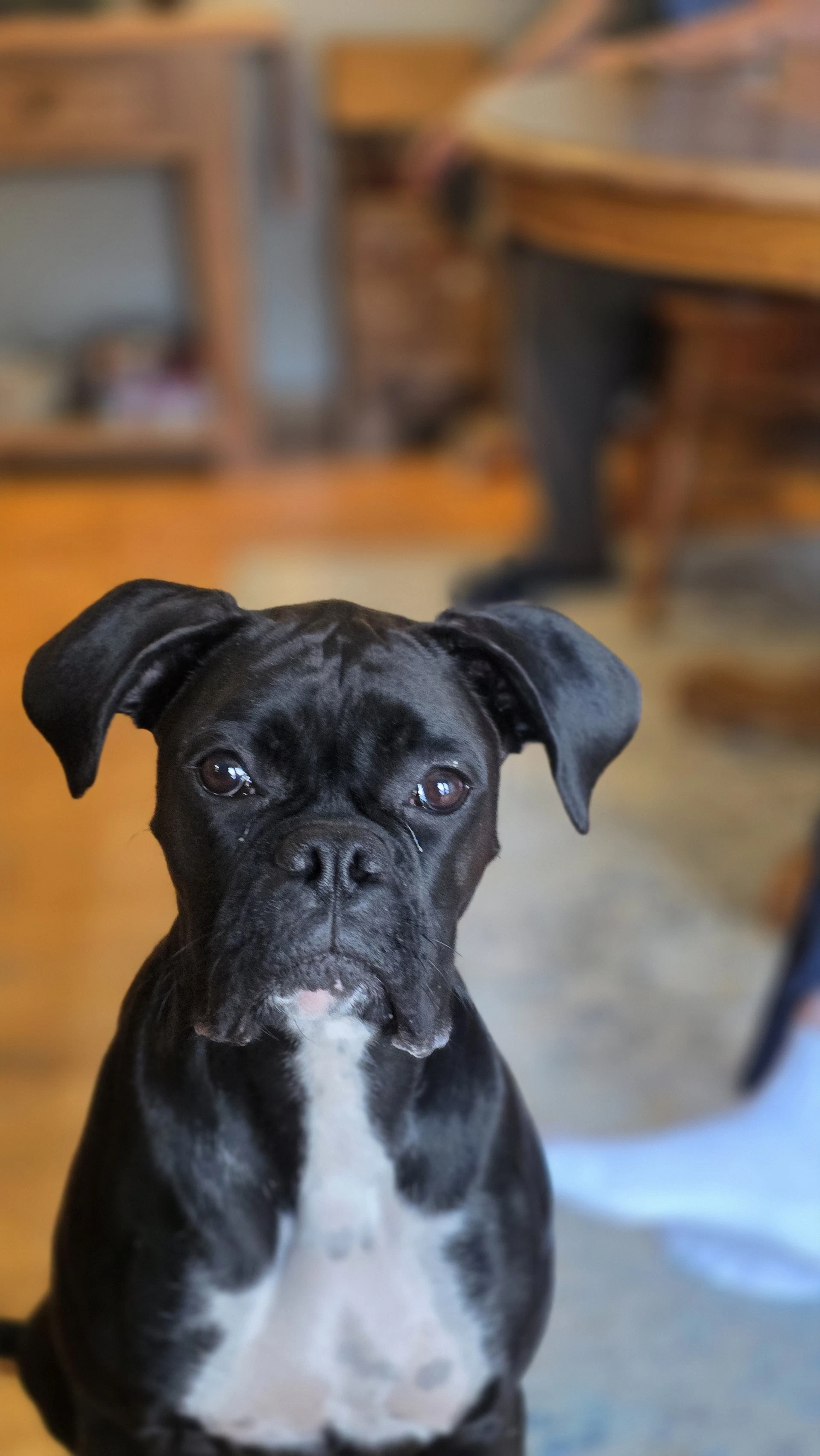 Luna In A Foster-To-Adopt Home